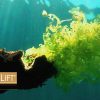 The Benefits of Seaweed Extract