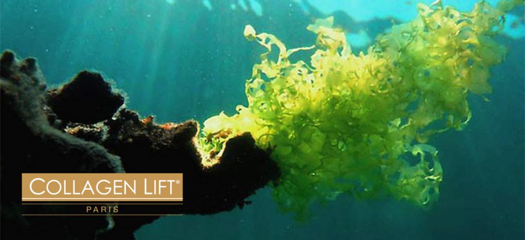 The Benefits of Seaweed Extract
